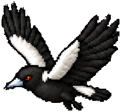 Black-and-white magpie from Magpie Panic, with its wings spread for a swoop.